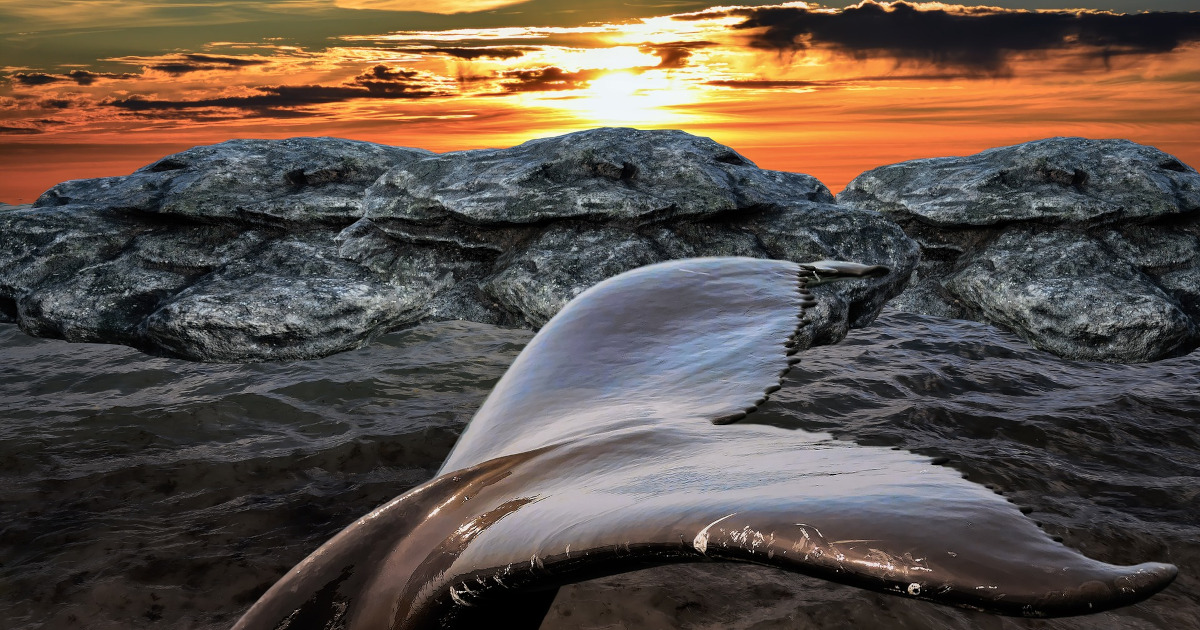 Egy bálna farokúszója látszik a képen ahogyan alámerül